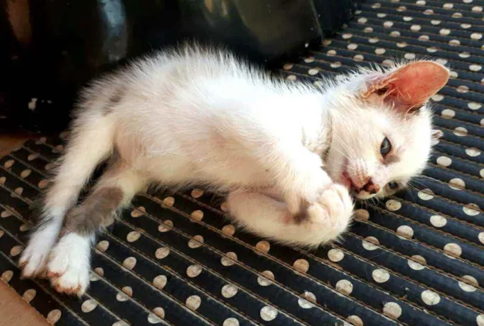 Gato ra a  idade 2 a 6 meses nome Duda