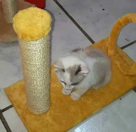 Gato ra a  idade 2 a 6 meses nome Duda