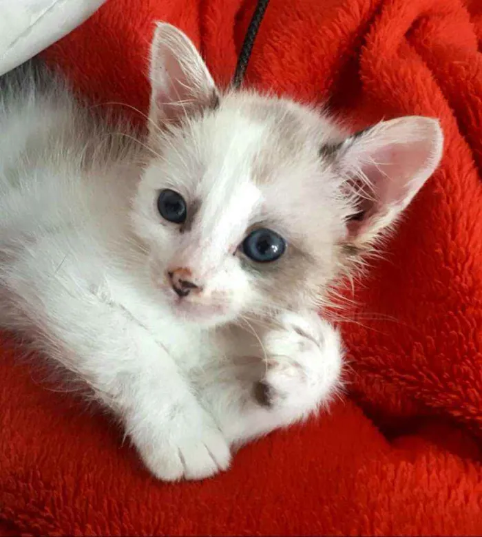 Gato ra a  idade 2 a 6 meses nome Duda
