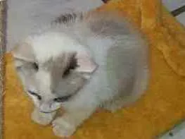 Gato ra a  idade 2 a 6 meses nome Duda
