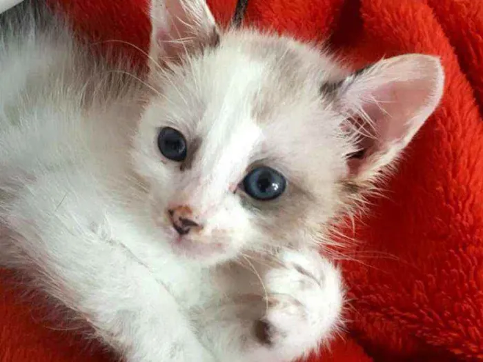 Gato ra a  idade 2 a 6 meses nome Duda