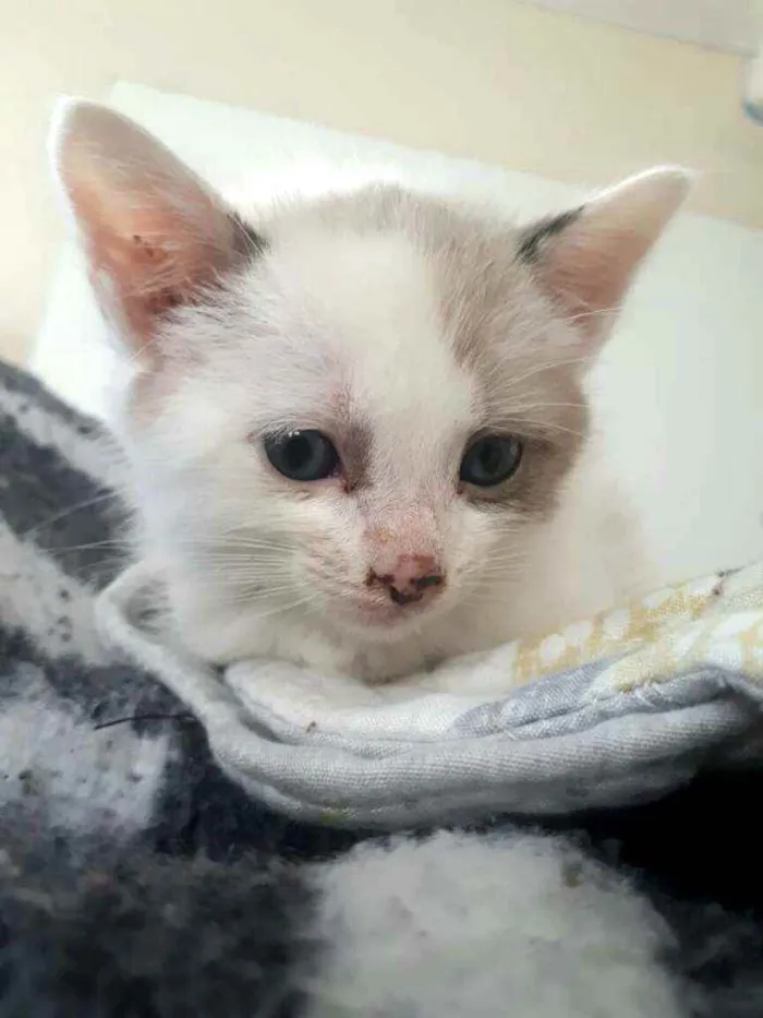 Gato ra a  idade 2 a 6 meses nome Duda