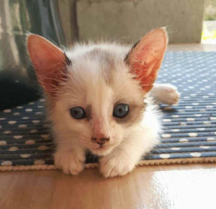 Gato ra a  idade 2 a 6 meses nome Duda