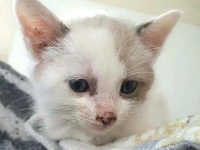 Gato ra a  idade 2 a 6 meses nome Duda