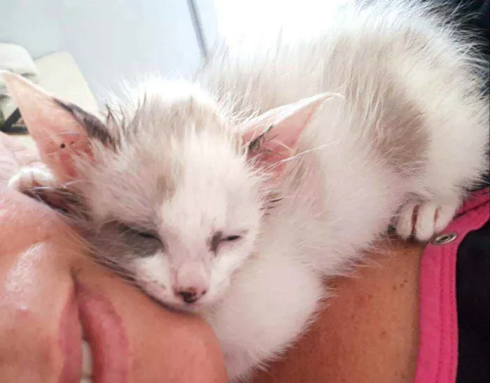 Gato ra a  idade 2 a 6 meses nome Duda