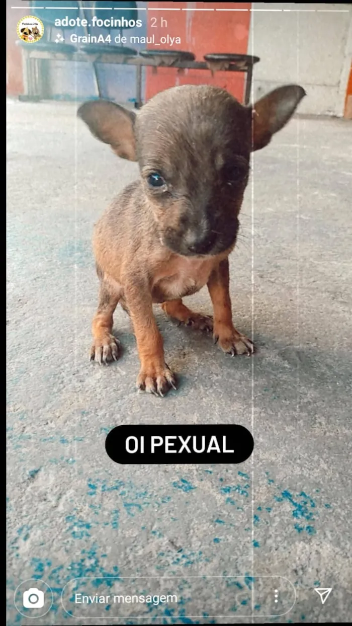 Cachorro ra a srd idade 2 a 6 meses nome Sem nome