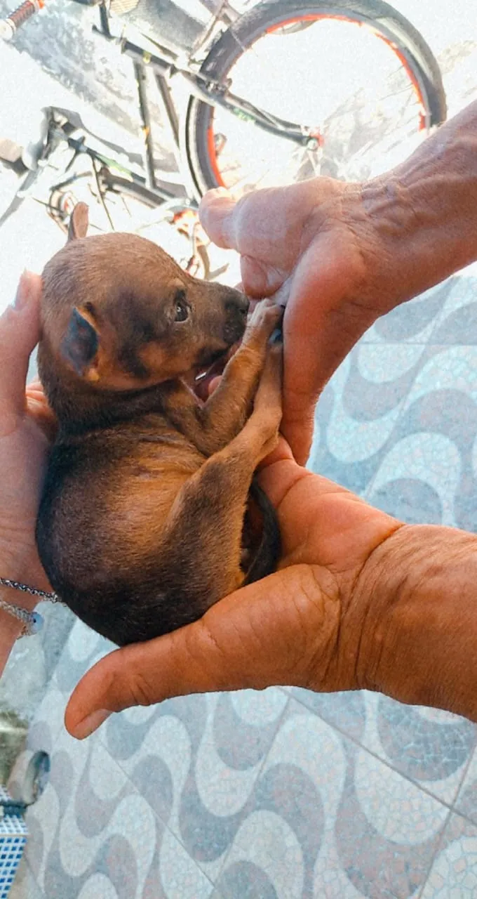Cachorro ra a srd idade 2 a 6 meses nome Sem nome