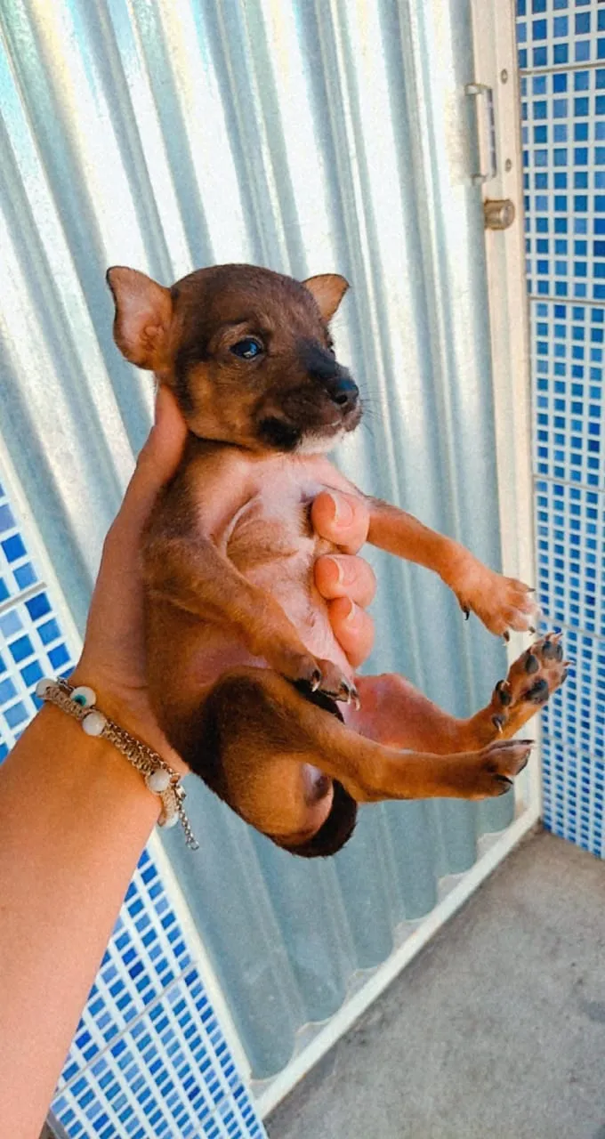Cachorro ra a srd idade 2 a 6 meses nome Sem nome