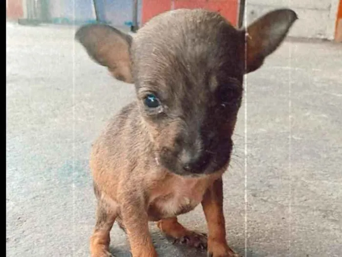 Cachorro ra a srd idade 2 a 6 meses nome Sem nome