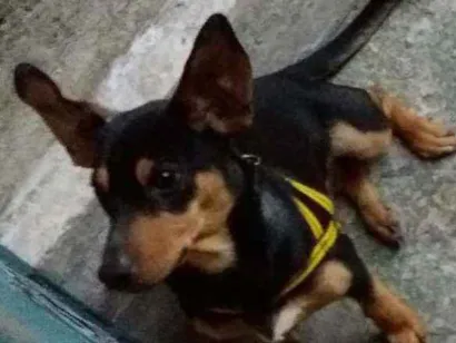 Cachorro raça Indefinida idade 2 a 6 meses nome Baby