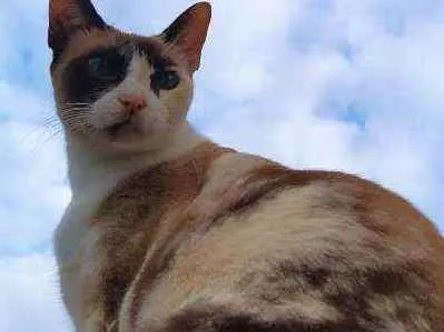 Gato ra a Sianei idade 6 ou mais anos nome Safira