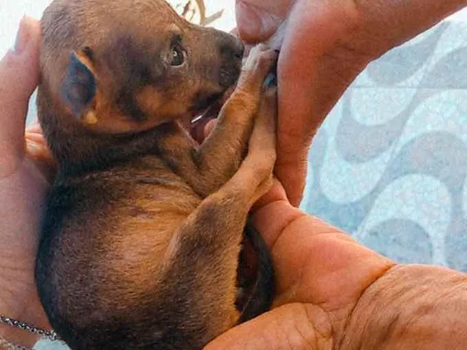 Cachorro ra a srd idade 2 a 6 meses nome Sem nome