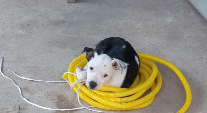 Cachorro ra a  idade 2 a 6 meses nome Pantera