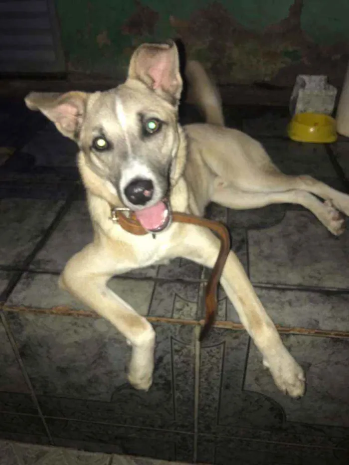 Cachorro ra a Indeginida idade 1 ano nome LAION