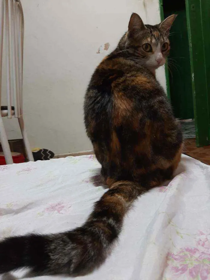 Gato ra a Gato idade 3 anos nome Mabel 