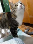 Mabel 