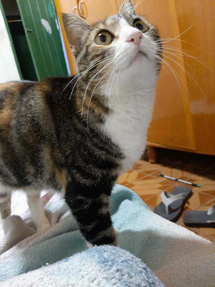 Gato ra a Gato idade 3 anos nome Mabel 