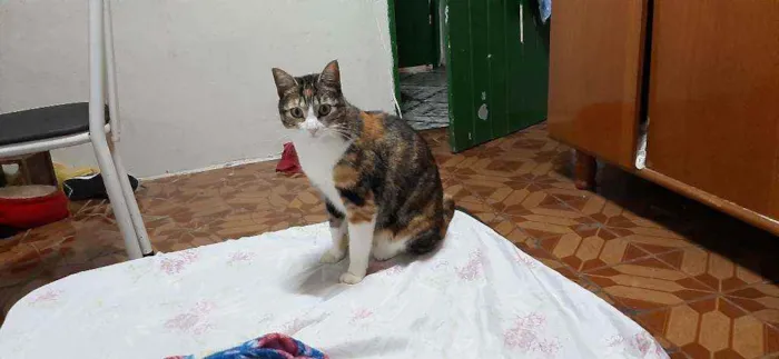 Gato ra a Gato idade 3 anos nome Mabel 