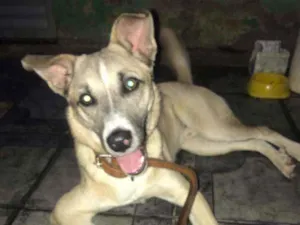 Cachorro raça Indeginida idade 1 ano nome LAION