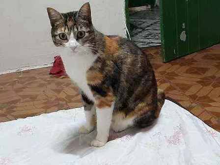 Gato ra a Gato idade 3 anos nome Mabel 