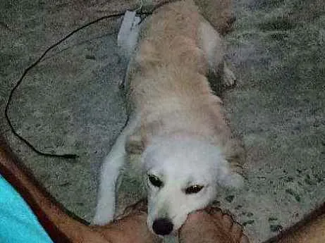 Cachorro raça poodle idade 7 a 11 meses nome Thor