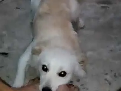 Cachorro raça poodle idade 7 a 11 meses nome Thor
