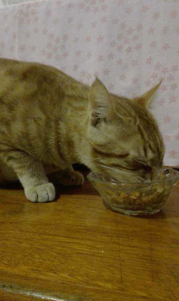 Gato ra a Nid idade 2 anos nome Charles
