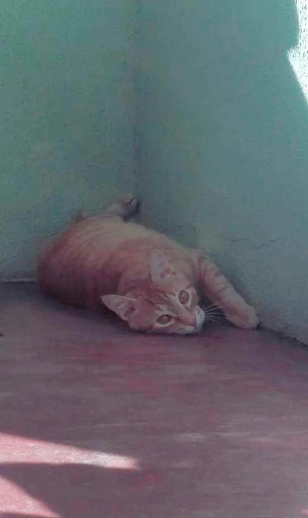 Gato ra a Nid idade 2 anos nome Charles