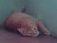 Charles