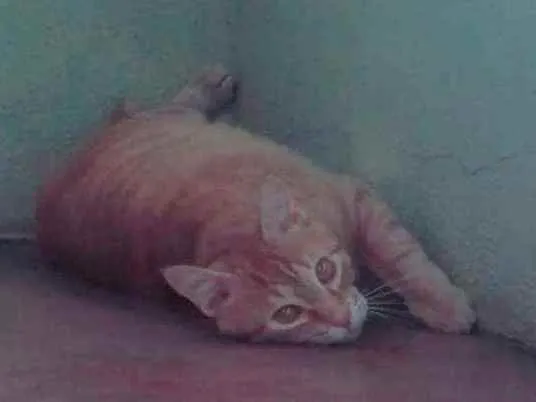 Gato ra a Nid idade 2 anos nome Charles