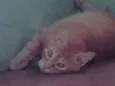 Charles