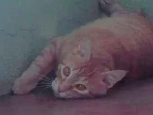 Gato raça Nid idade 2 anos nome Charles