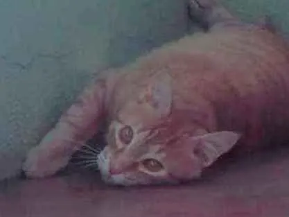 Gato ra a Nid idade 2 anos nome Charles