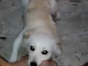 Cachorro raça poodle idade 7 a 11 meses nome Thor
