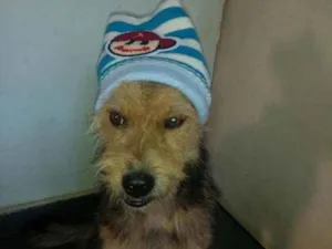 Cachorro raça srd idade 1 ano nome Raul