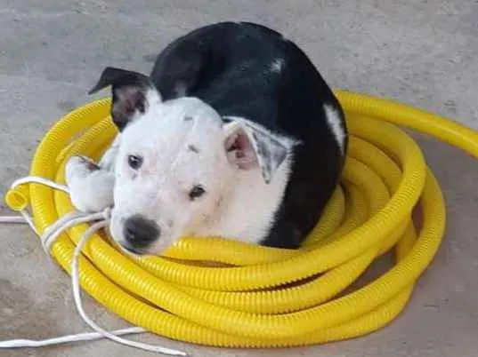 Cachorro ra a Pit bull  idade 2 a 6 meses nome Pantera