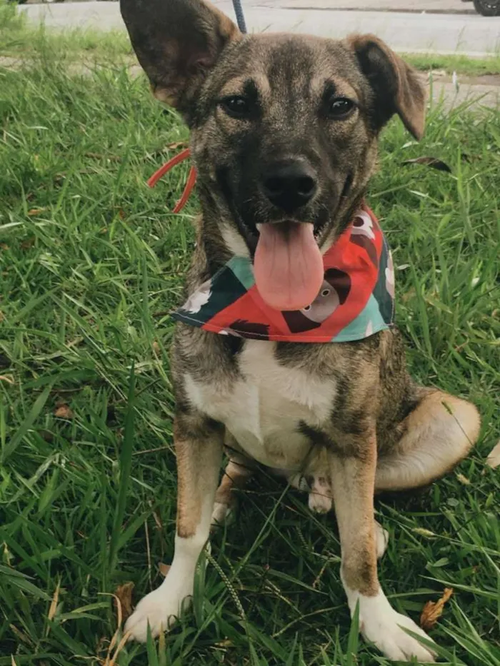 Cachorro ra a SRD-ViraLata idade 1 ano nome YUKI