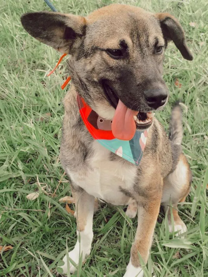 Cachorro ra a SRD-ViraLata idade 1 ano nome YUKI