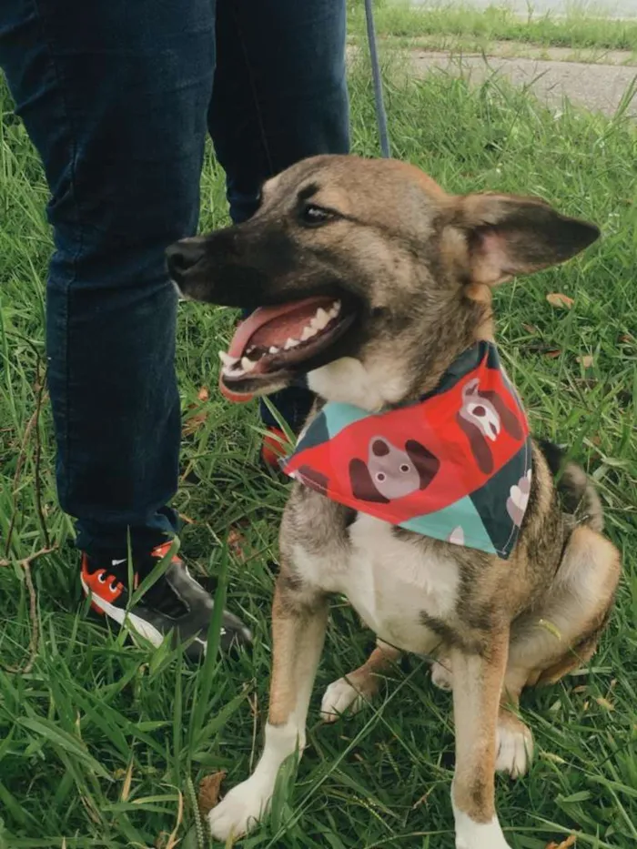 Cachorro ra a SRD-ViraLata idade 1 ano nome YUKI