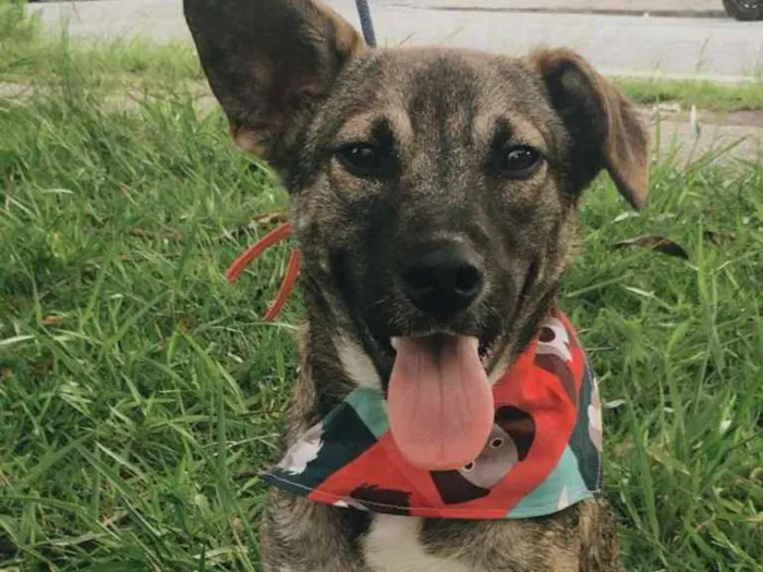 Cachorro ra a SRD-ViraLata idade 1 ano nome YUKI