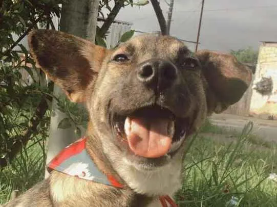 Cachorro ra a SRD-ViraLata idade 1 ano nome YUKI