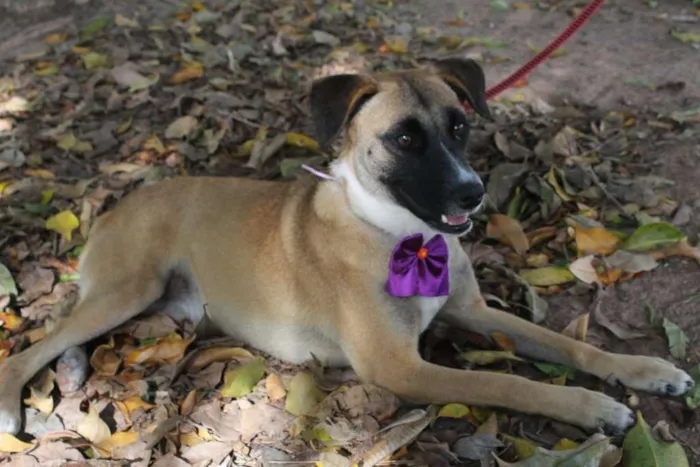 Cachorro ra a SRD idade 1 ano nome TUTTY