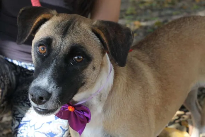 Cachorro ra a SRD idade 1 ano nome TUTTY