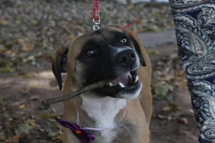 Cachorro ra a SRD idade 1 ano nome TUTTY