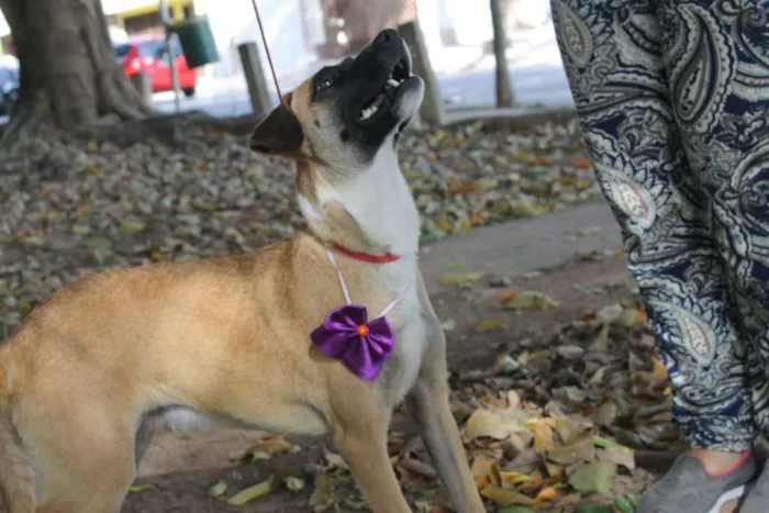 Cachorro ra a SRD idade 1 ano nome TUTTY