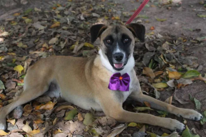 Cachorro ra a SRD idade 1 ano nome TUTTY