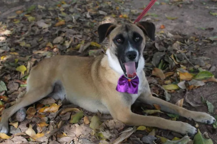 Cachorro ra a SRD idade 1 ano nome TUTTY