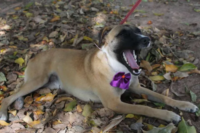 Cachorro ra a SRD idade 1 ano nome TUTTY