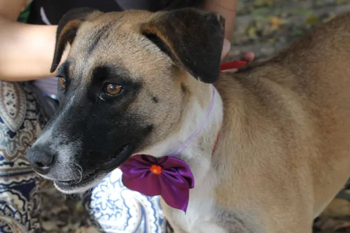 Cachorro ra a SRD idade 1 ano nome TUTTY