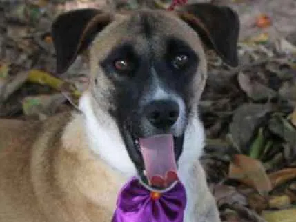 Cachorro ra a SRD idade 1 ano nome TUTTY